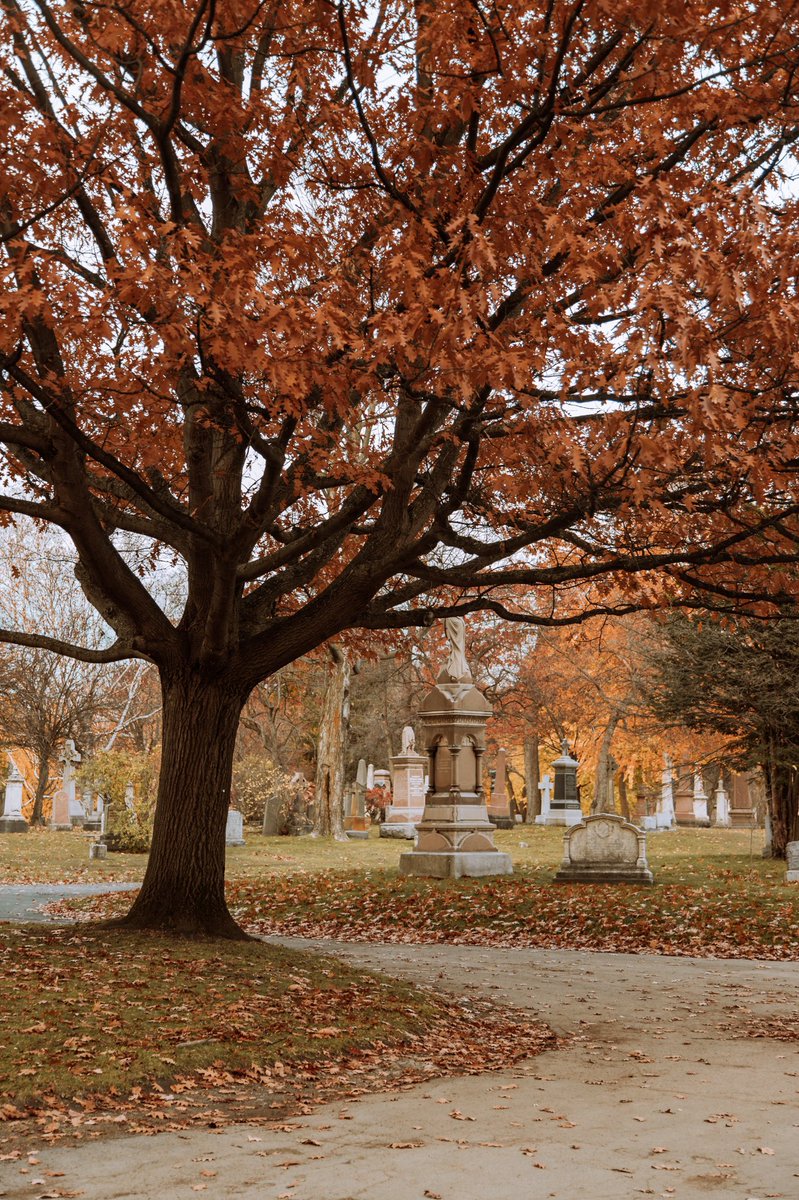 LaMouetteF's tweet photo. Je ne voulais pas rater les belles couleurs de l’automne au Cimetière Mont-Royal cette année et quel ravissement pour les yeux, peu importe la saison cet endroit est toujours si beau 🧡 https://t.co/3WF5Osuq5z