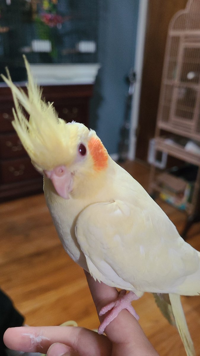 pikachu cockatiel