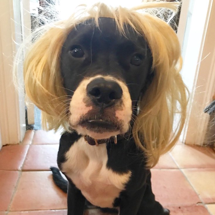 Why can my dog pull this look off 😂 #HappyHalloween