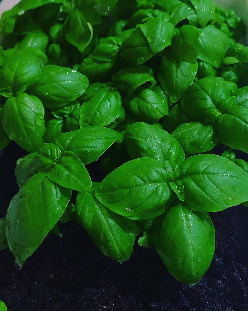 PizzaDoha's tweet photo. Growing our own fresh basil 🌿 right here at our shop to provide you with the best and fresh ingredients possible💚 https://t.co/mYy4fntRxV