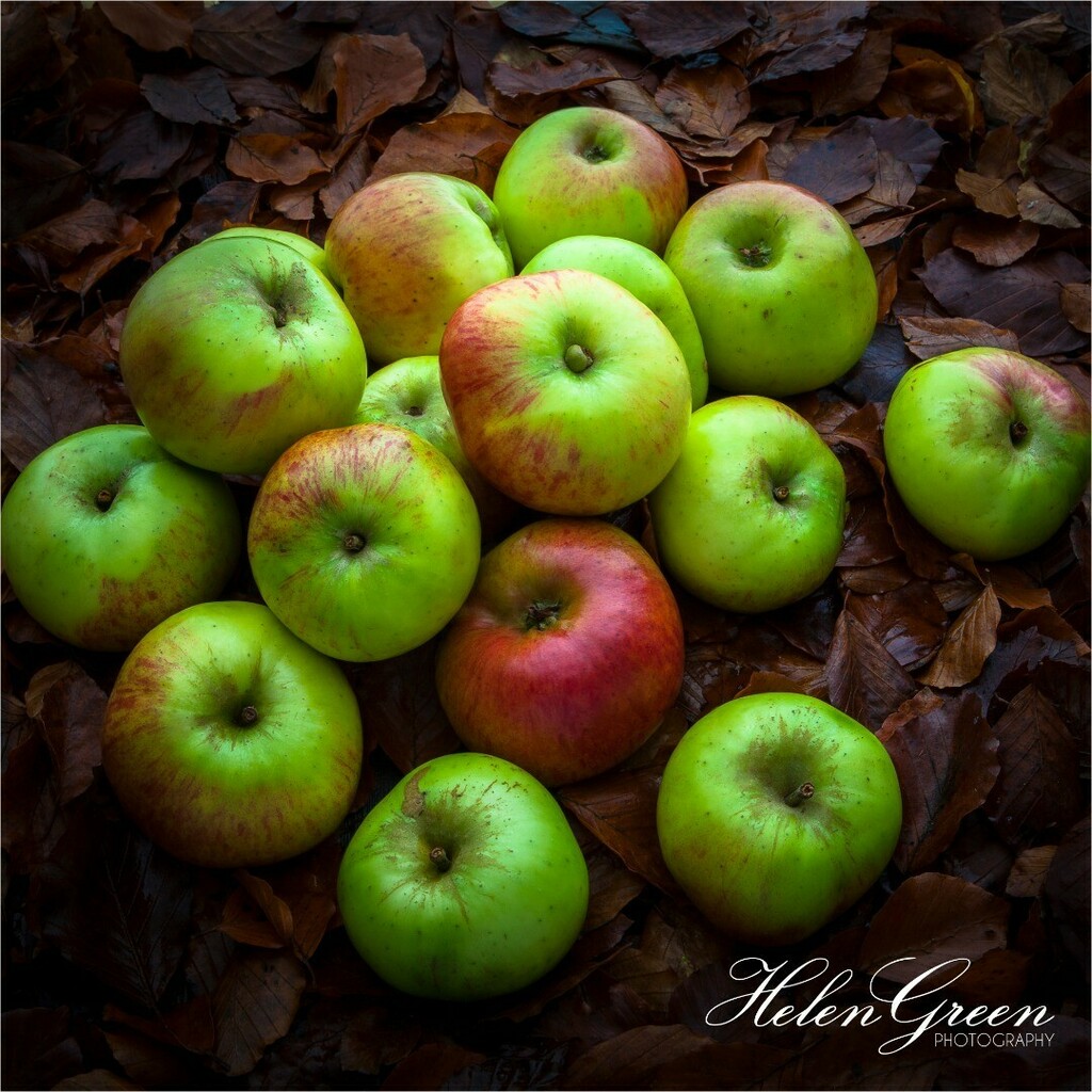 It’s been a great year for apples in our garden! It must be time to start making apple pies 🍎🍏🥧 #apples #foodphotography #apple #appleseason #appleharvest #autumnfruit #fruitlove #fruitlover  #leaves #trees #natural #instafood #delicious #eat #food … instagr.am/p/CHBC0OhJBT3/