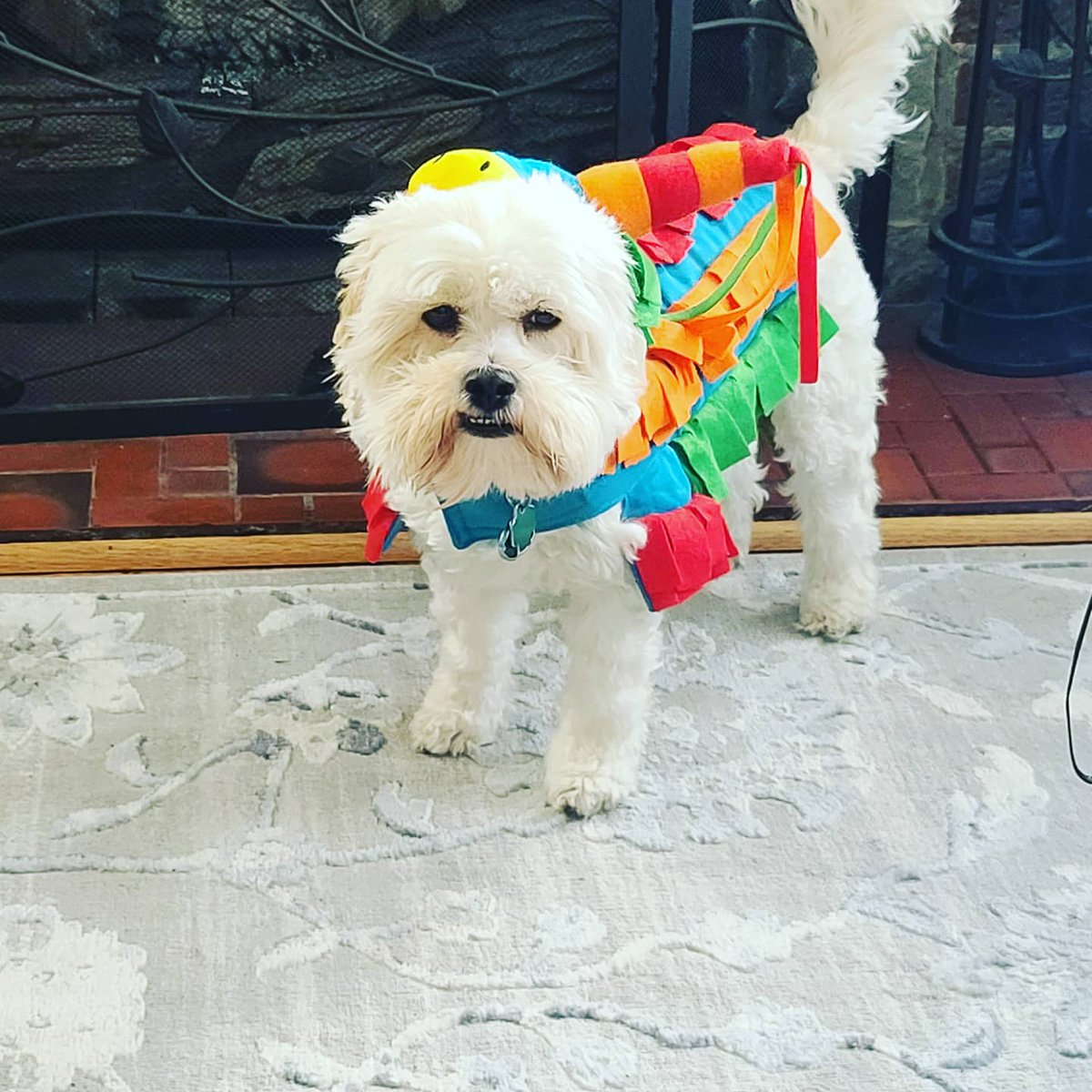 HollyDoubleU's tweet photo. @StevenRayMorris My dog is going as a very annoyed piñata. https://t.co/qOwvIhVOpQ