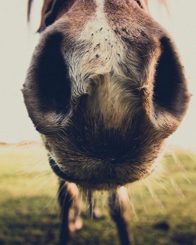 Forelock & Fringe tweet media