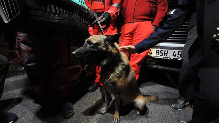 İzmir'de enkaz altında kalan bir kediyi, K-9 köpeği kurtardı.