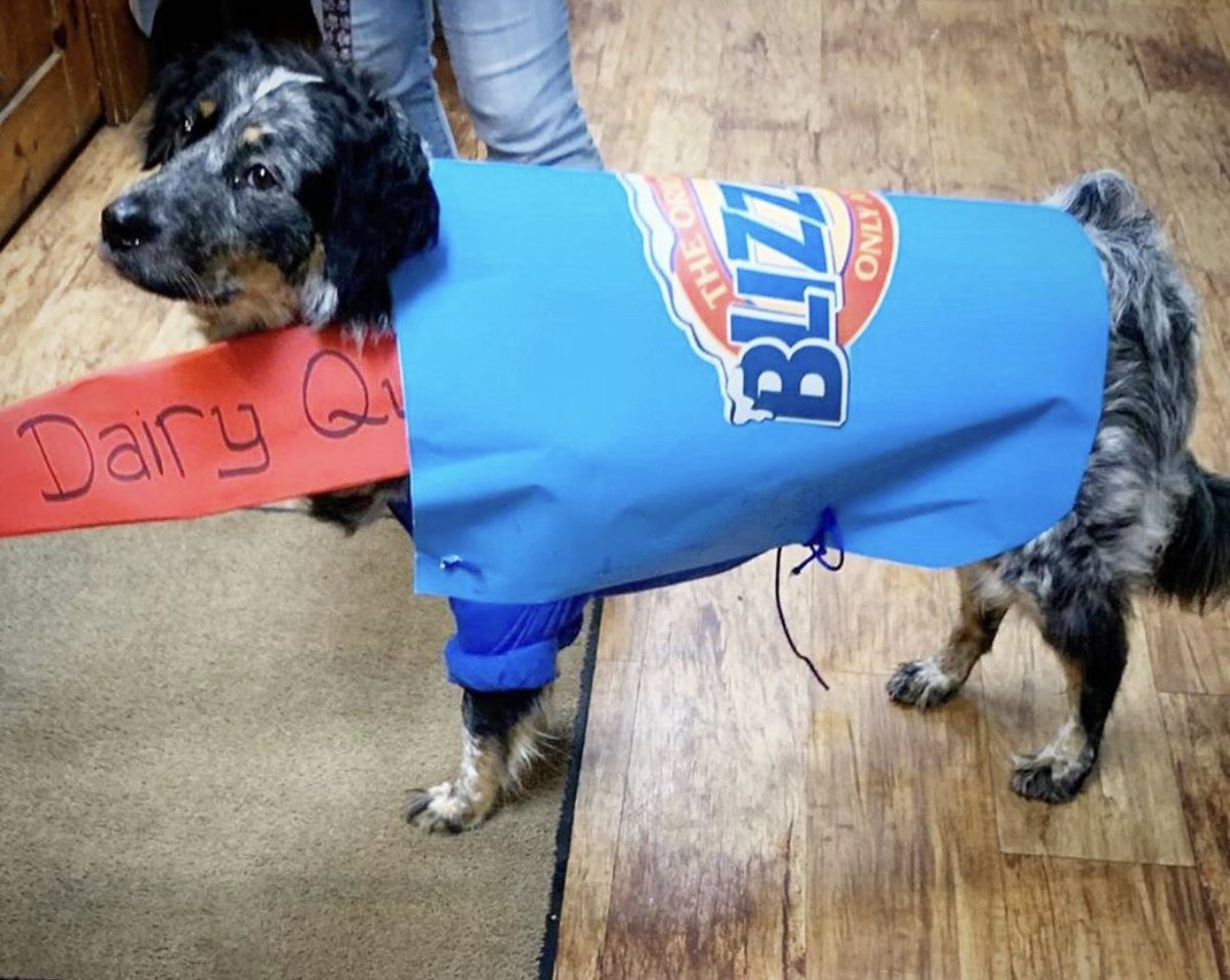 Does Dairy Queen Do Anything For Dogs