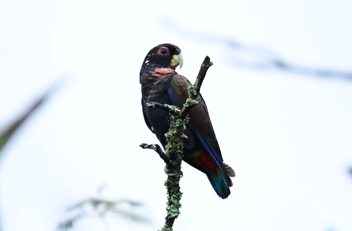 elkinbl75's tweet photo. @Corpoboyaca Bravo @Corpoboyaca gran iniciativa 👏🏽🦜, saludo desde #Charalá vecinos de #Duitama #robledales #ecosistemacompartido.
Loro Alibroncíneo (Pionus chalcopterus.
#spamsabatino #spamdetodaslasavescolombianas
@herrinsa @AlcaldiaCharala https://t.co/ZC0cqXj1X9
