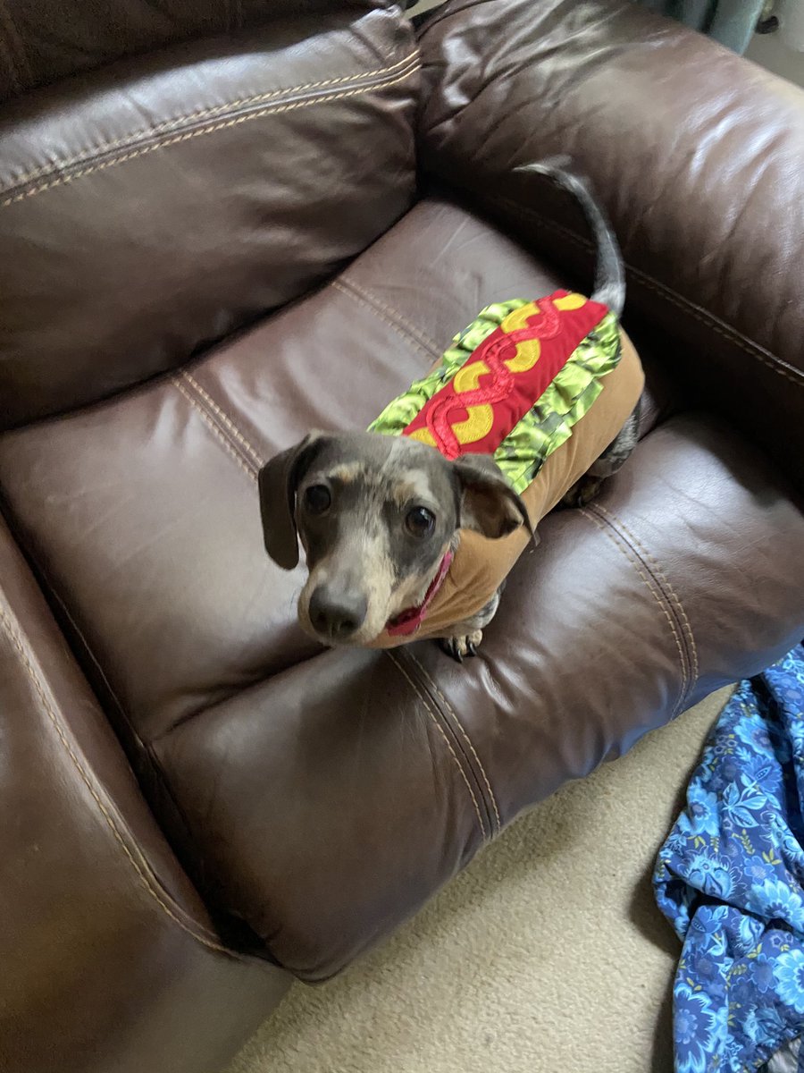 jennasmoak's tweet photo. Happy Halloweenie! https://t.co/bj0sqMO21Z