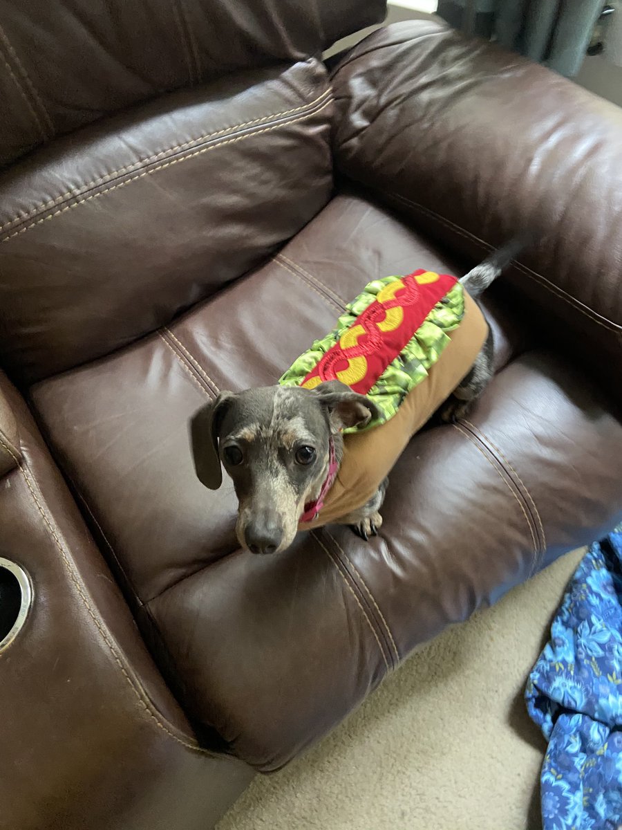 jennasmoak's tweet photo. Happy Halloweenie! https://t.co/bj0sqMO21Z