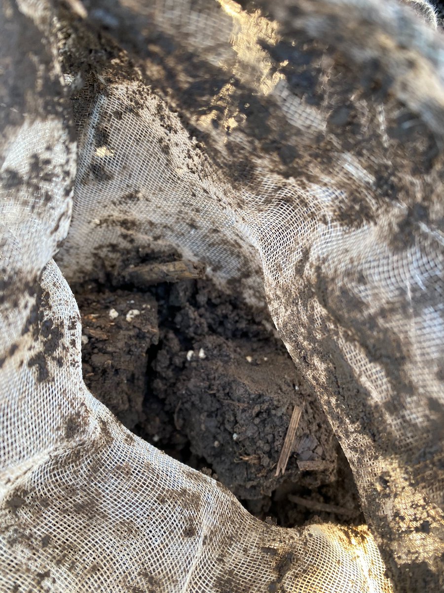 Residual #struvite, buried in April and now recovered. Still visible granules despite relatively low soil pH (5.2). In previous 2019 cropping season, granules at same site exhibited mean dissolution of 62% (3 mm diameter). <a href="/OstaraTech/">Ostara</a> #phosphorus <a href="/IllinoisNrec/">Illinois NREC</a>