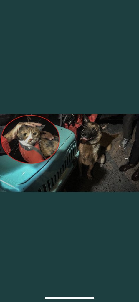 Sağdakinin ben kurtardım gururu❤️