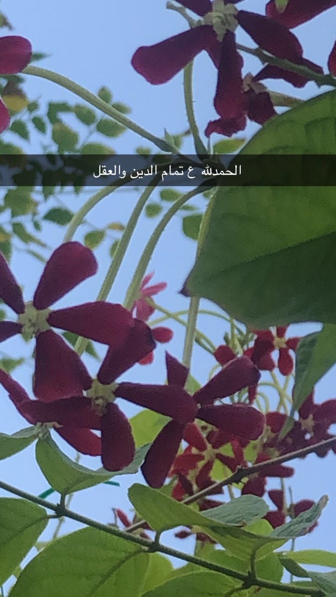 نوره (@noorhnasser) on Twitter photo 