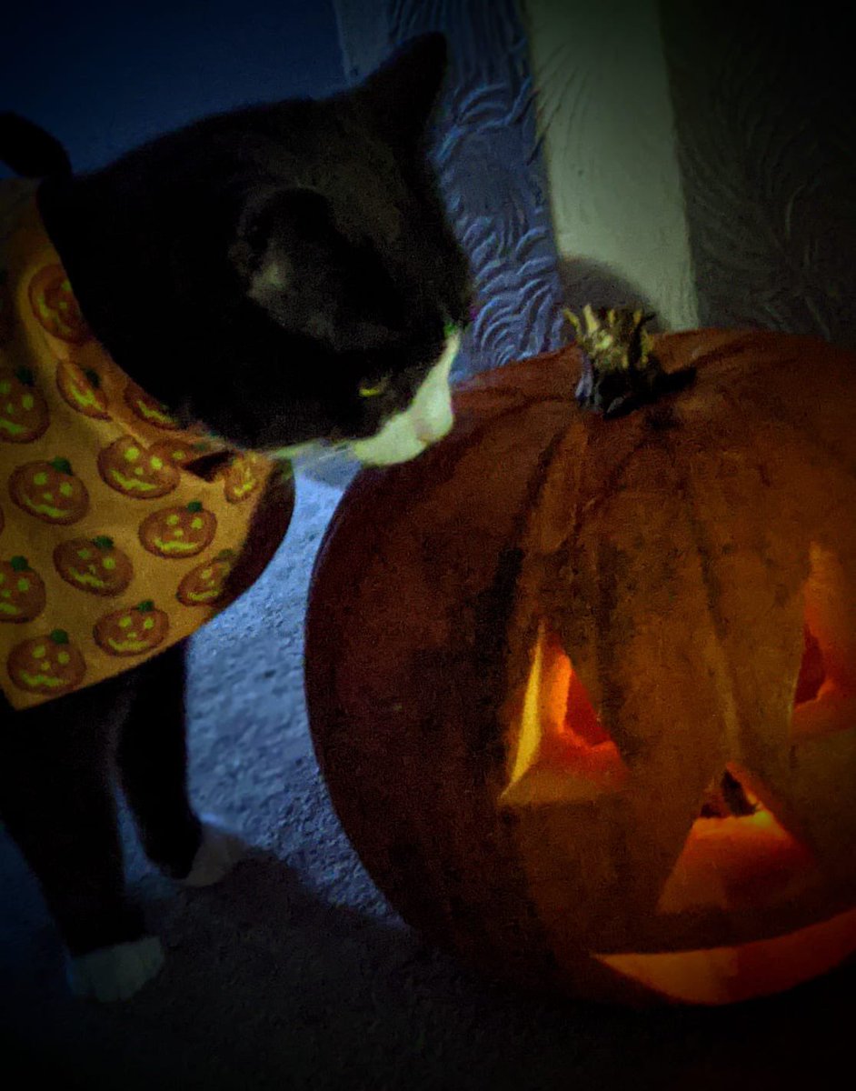 Funny looking <a href="/DreamiesUK/">Dreamies Cat Treats</a>. Anyways, #happyholloween humans. #CatsOfTwitter