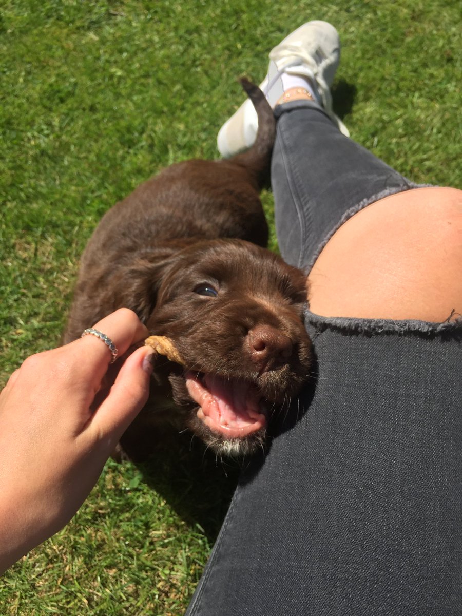 DanielandBree's tweet photo. Throw back to my gotcha day!! Comment your gotcha day pictures so I can see all my supaw cute pals 🐾🐾 #puppypic #gotchaday #cockerspaniel https://t.co/jrvBgtTnFZ