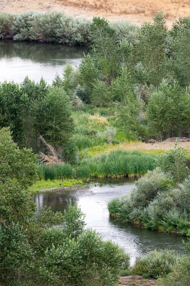 ...Out by the Truckee's silvery rills, Out where the sun always shines...