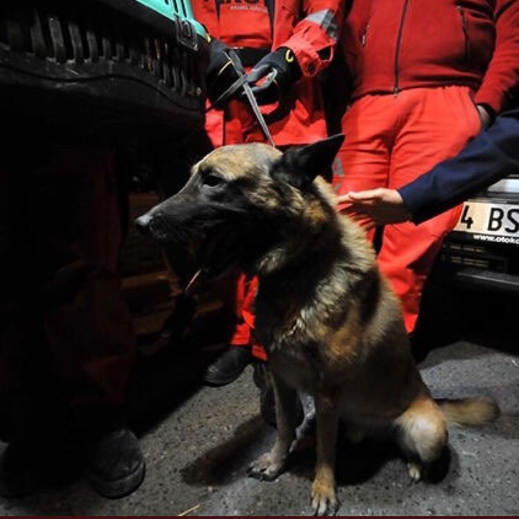 Yemin ederim ağlıyorum.
30 saat sonunda arama köpeği enkaz altındaki kediyi kurtardı. 
Biz bu ülkede bu hayvanları koruyacak yasayı bile daha çıkaramadık. 
Biz bu hayvanların iyiliğini hakediyor muyuz ya? 
#HayvanHaklarıYasasıHemen 
#izmirdepremi