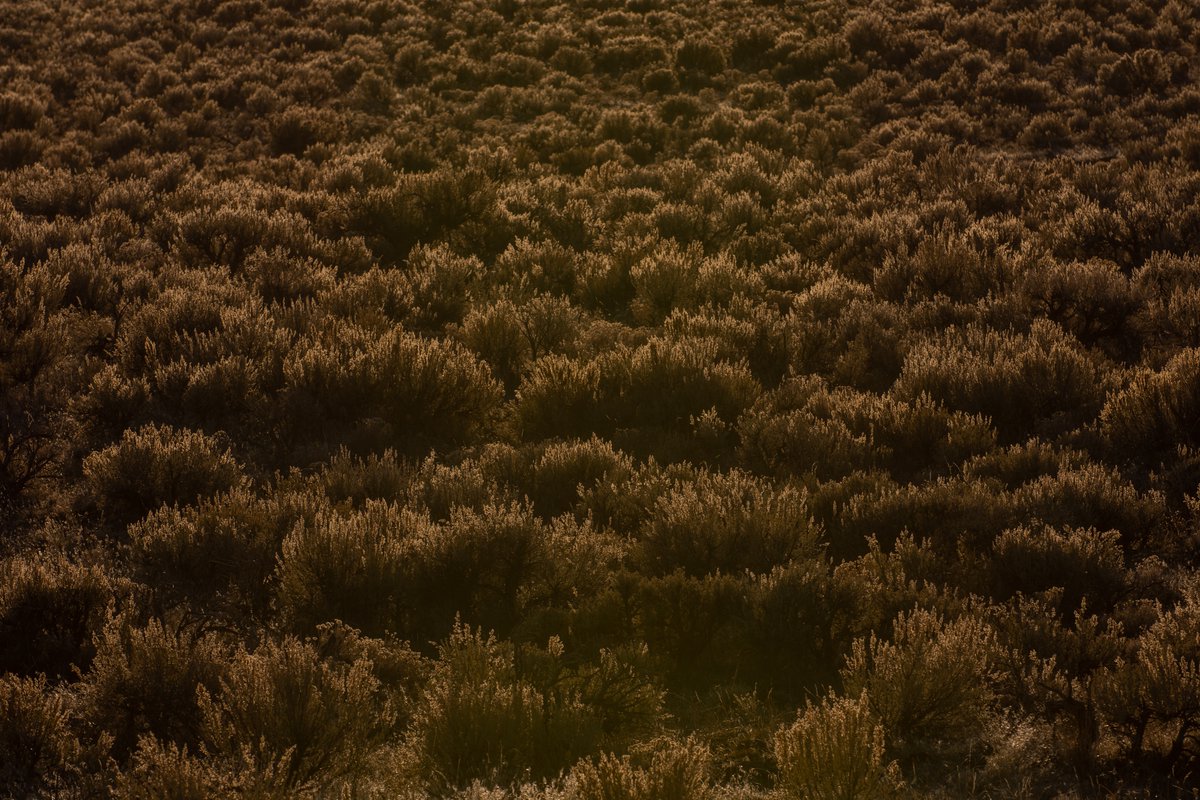 ...Home, means the sage and the pine...