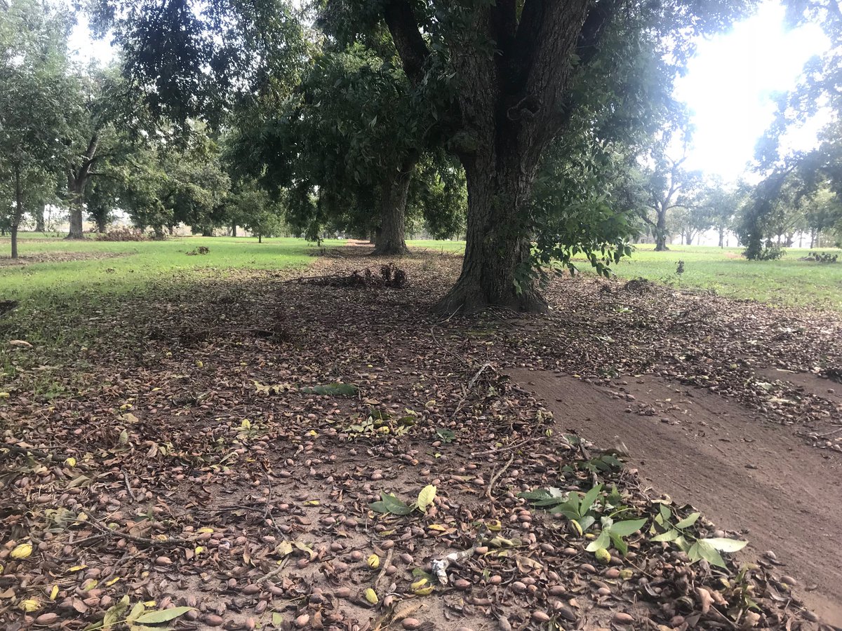 keeper_orchard's tweet photo. Shook these old timers today. A lot of ‘Schley’ and ‘Dependable’ in this old orchard my great grandfather planted along with some younger ‘Oconee’, ‘Creek’, and ‘Excel’ that I planted about 80 years later https://t.co/0aHeqFTvaK