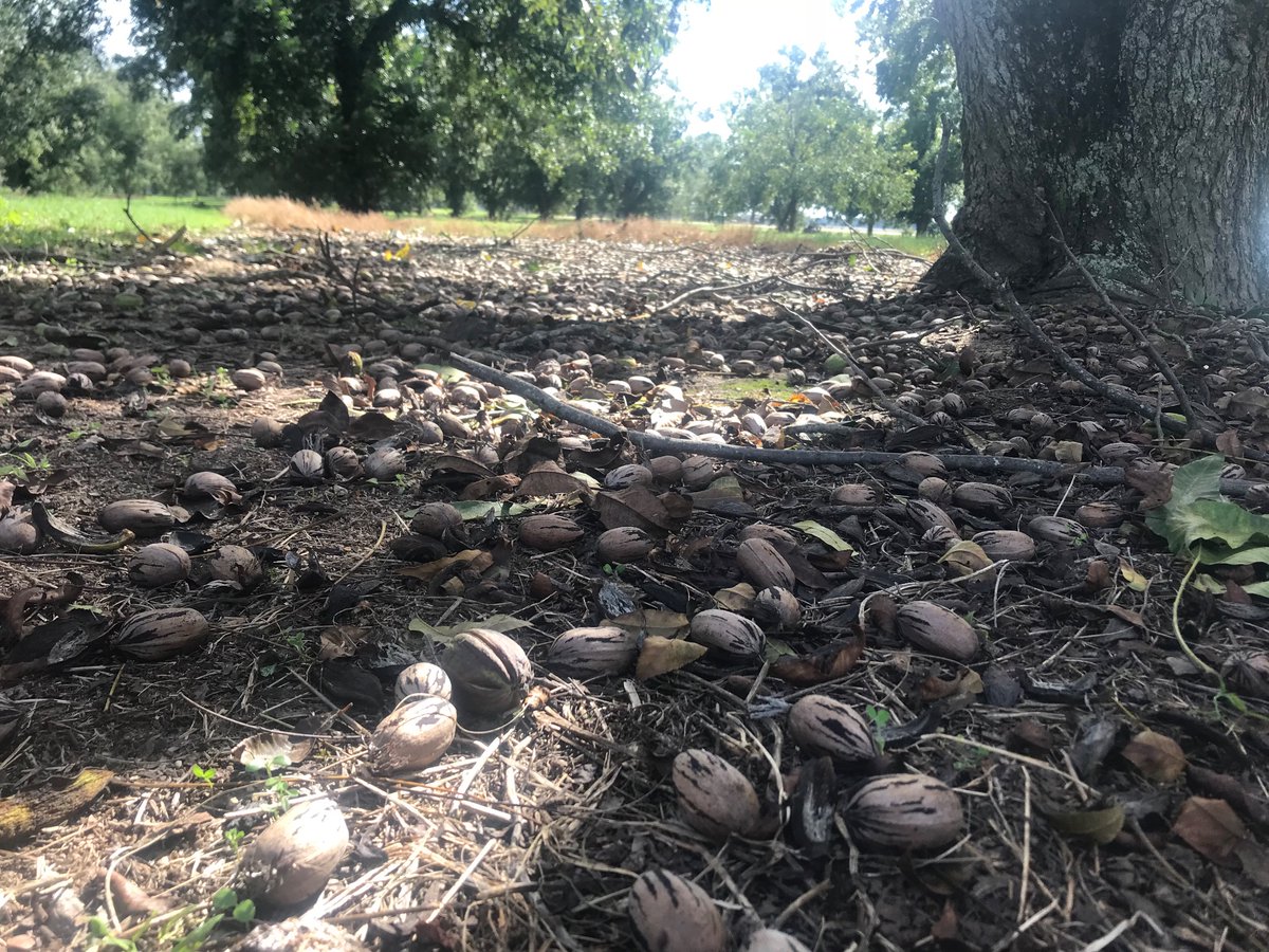 keeper_orchard's tweet photo. Shook these old timers today. A lot of ‘Schley’ and ‘Dependable’ in this old orchard my great grandfather planted along with some younger ‘Oconee’, ‘Creek’, and ‘Excel’ that I planted about 80 years later https://t.co/0aHeqFTvaK