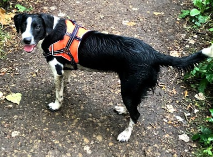 OxTweets's tweet photo. "@RobGasior" Hey #banbury our lovely dog Luna the Sprollie has gone missing any sigtings would be greatly apreciated https://t.co/9tN4HPCjP8