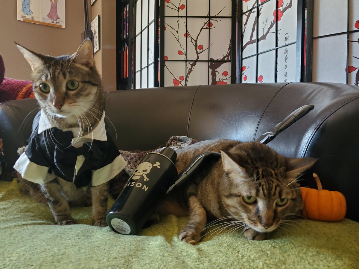 In honor of Mr. Connery we have decided our second costume is 007 Bondlock & Dragoncroft (from dragonheart) #HalloweenCatParade  #SeanConneryRIP