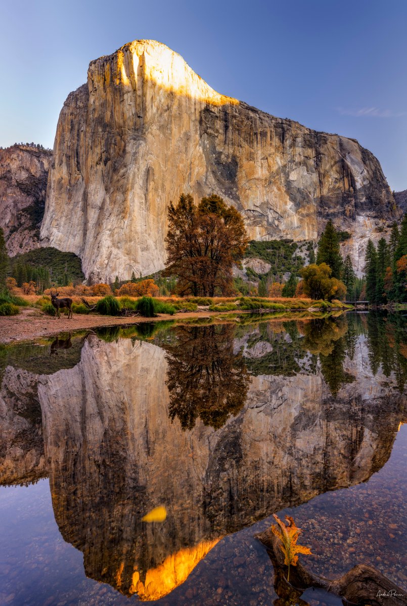AndrePoirierpic's tweet photo. Can you spot the young deer in this shot! He walked over and spent the morning eating right next to me. It was surreal!🦌 #travelphotography #natureshooters #autumnvibes #yosemitenationalpark #california #nationalpark #wanderlust #nationalparks #visitcalifornia #wildernessculture https://t.co/at2qlPBHms
