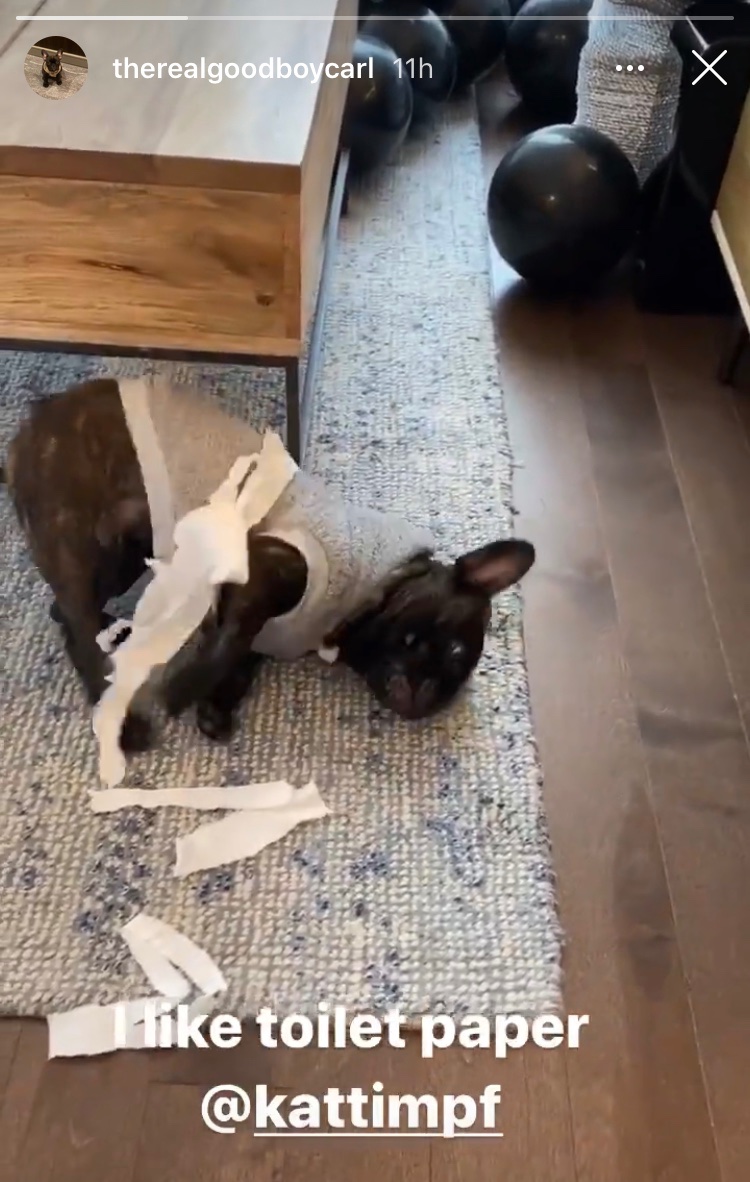 nathanb314's tweet photo. @KatTimpf Happy Halloween ๐! Poor #Cheens and #Carl๐
. ๐คBut they could be plotting a trick for you? Looked like #Carl done tried to roll your place with toilet paper? ๐ง https://t.co/BRyPNAEUD8