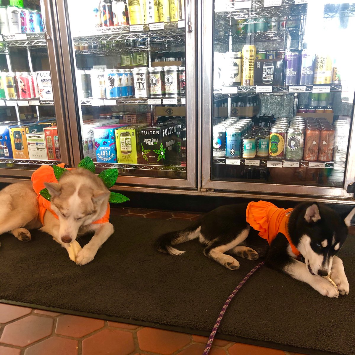 OmbiMN's tweet photo. #HappyHalloween from all of us at OMBIBULOUS! Our two pumpkins, Luna and Lila are enjoying their treat! But they wanted to let you know we’d be open all day and are all stocked up so that you can pick up treats of your own! #CraftDefined 👻🎃🐕 #huskies https://t.co/wkTBatE0q1