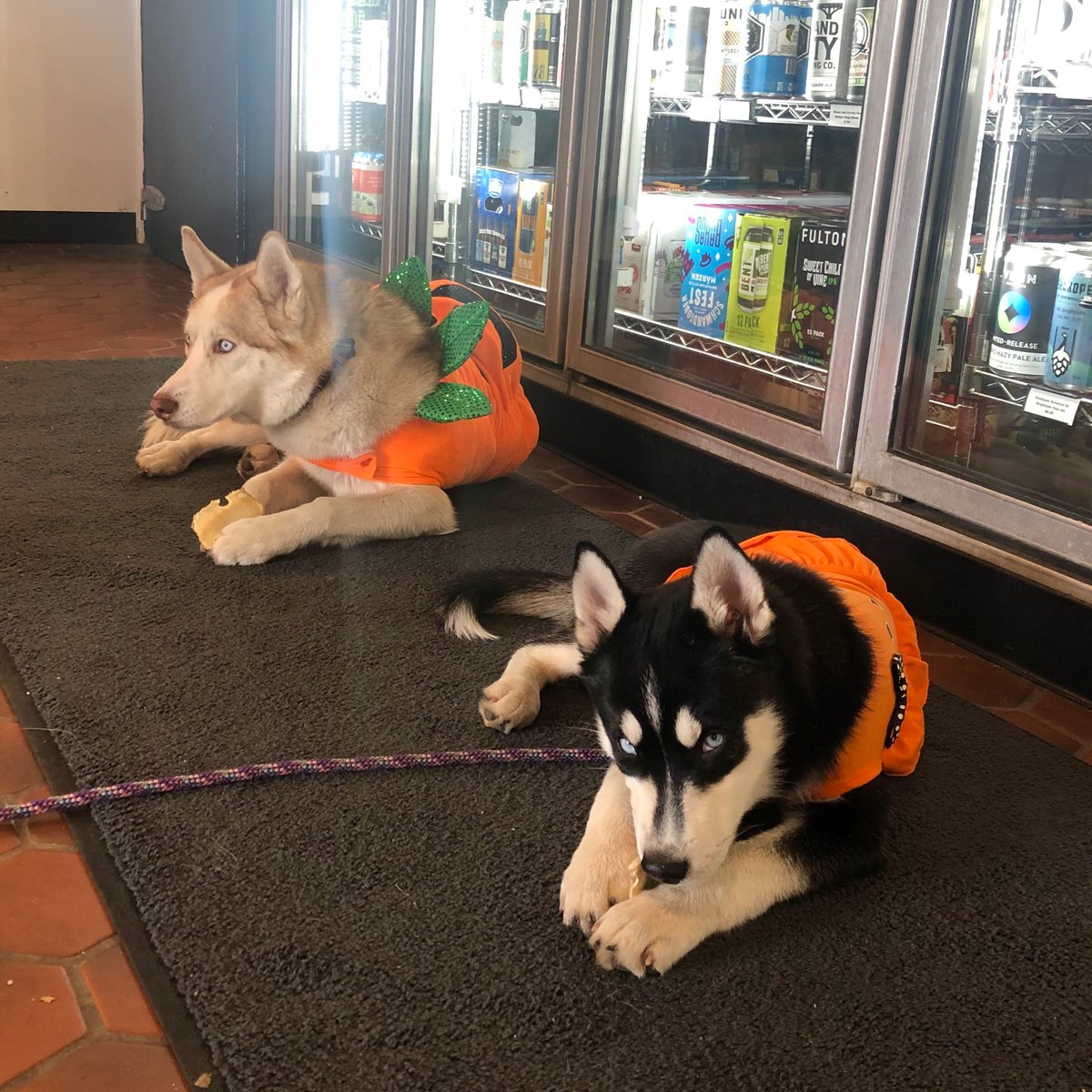 OmbiMN's tweet photo. #HappyHalloween from all of us at OMBIBULOUS! Our two pumpkins, Luna and Lila are enjoying their treat! But they wanted to let you know we’d be open all day and are all stocked up so that you can pick up treats of your own! #CraftDefined 👻🎃🐕 #huskies https://t.co/wkTBatE0q1