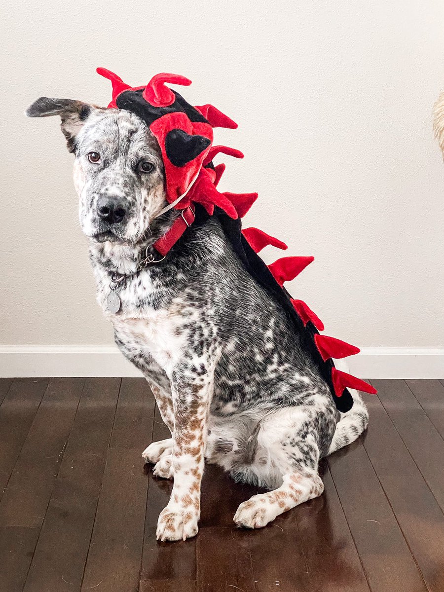 Jennifer Peters tweet media