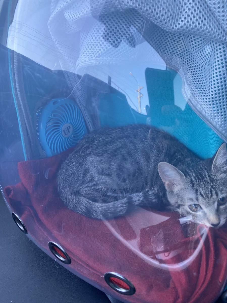 It was fun riding home with cute as my co-pilot