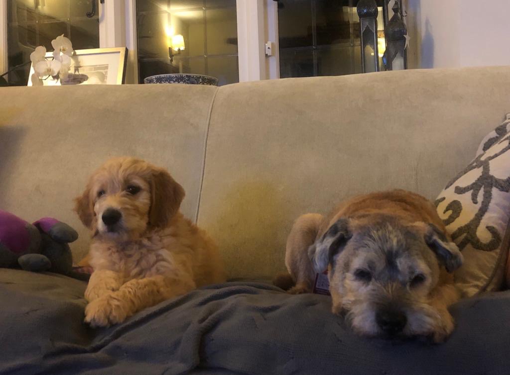 Herbie listening closely to Boris but Alfie has heard it all before! #Lockdown2 #goldendoodle #borderterrier