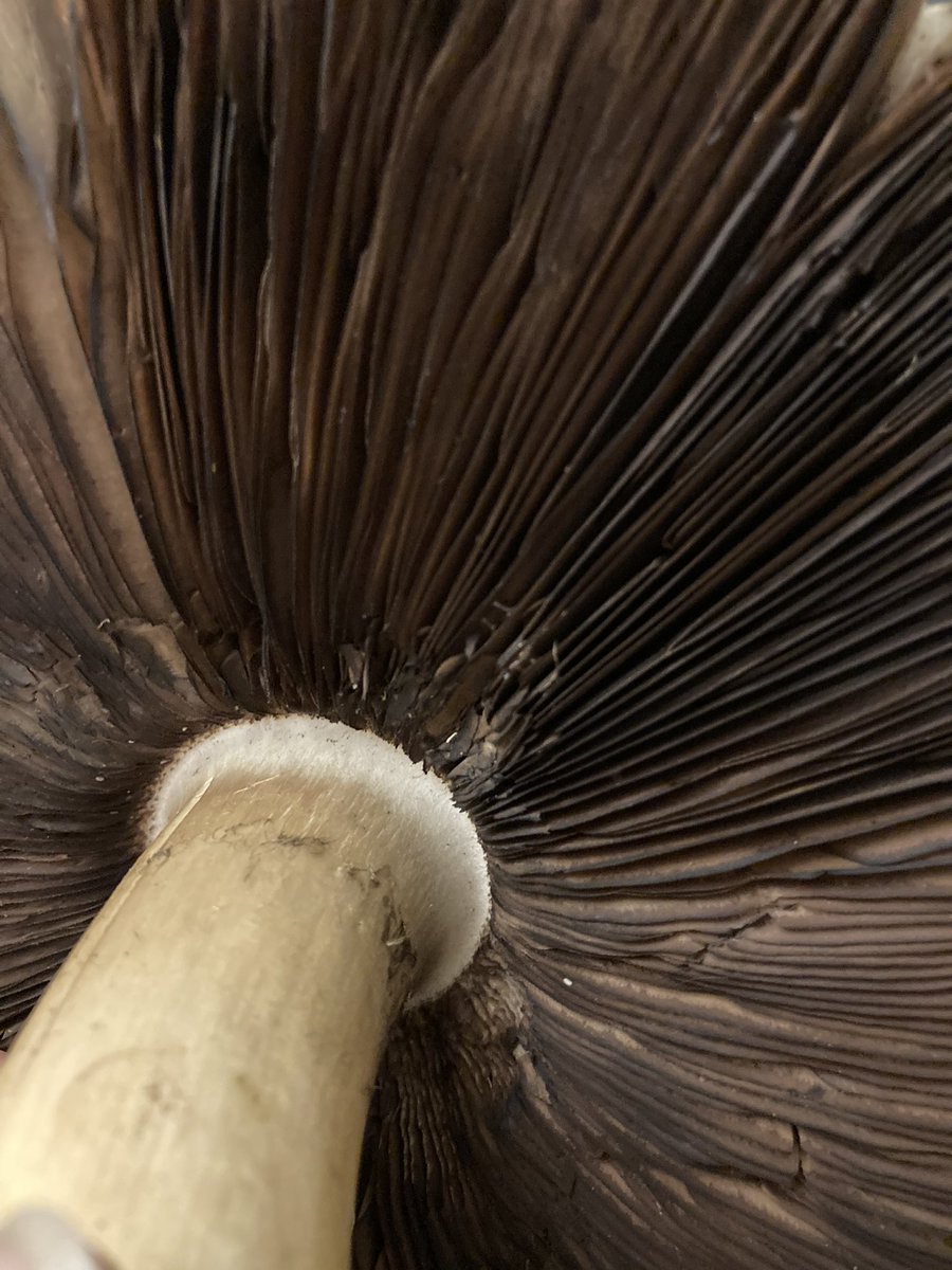 Carny Valley tweet media