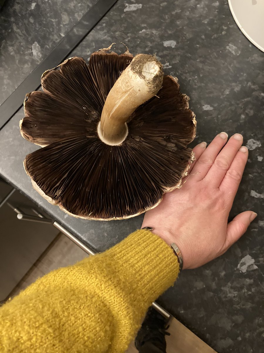 Carny Valley tweet media