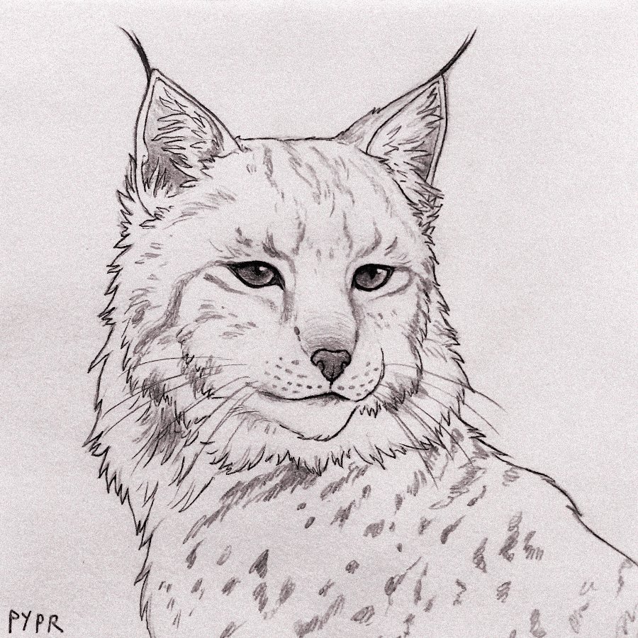 pyprart's tweet photo. I almost can't believe it's already 31st and last day of @zoekellerdraws' Wild October challenge.
Eurasian lynx based on photo by Tara Rerrie as my interpretation of prompt "At risk".

#wildoctober #wildoctoberart #inktober #inkdrawing #inkart https://t.co/enTtM9fkHX