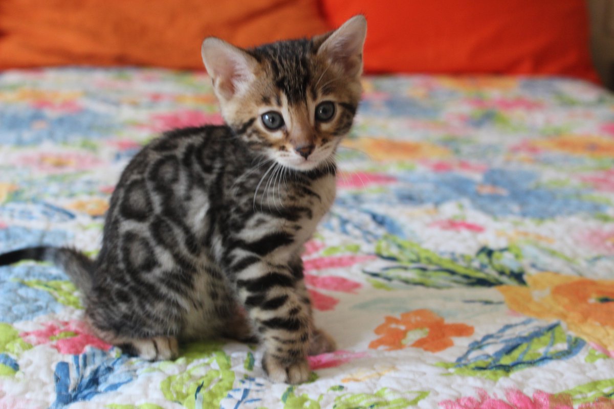 My little Bengal girl