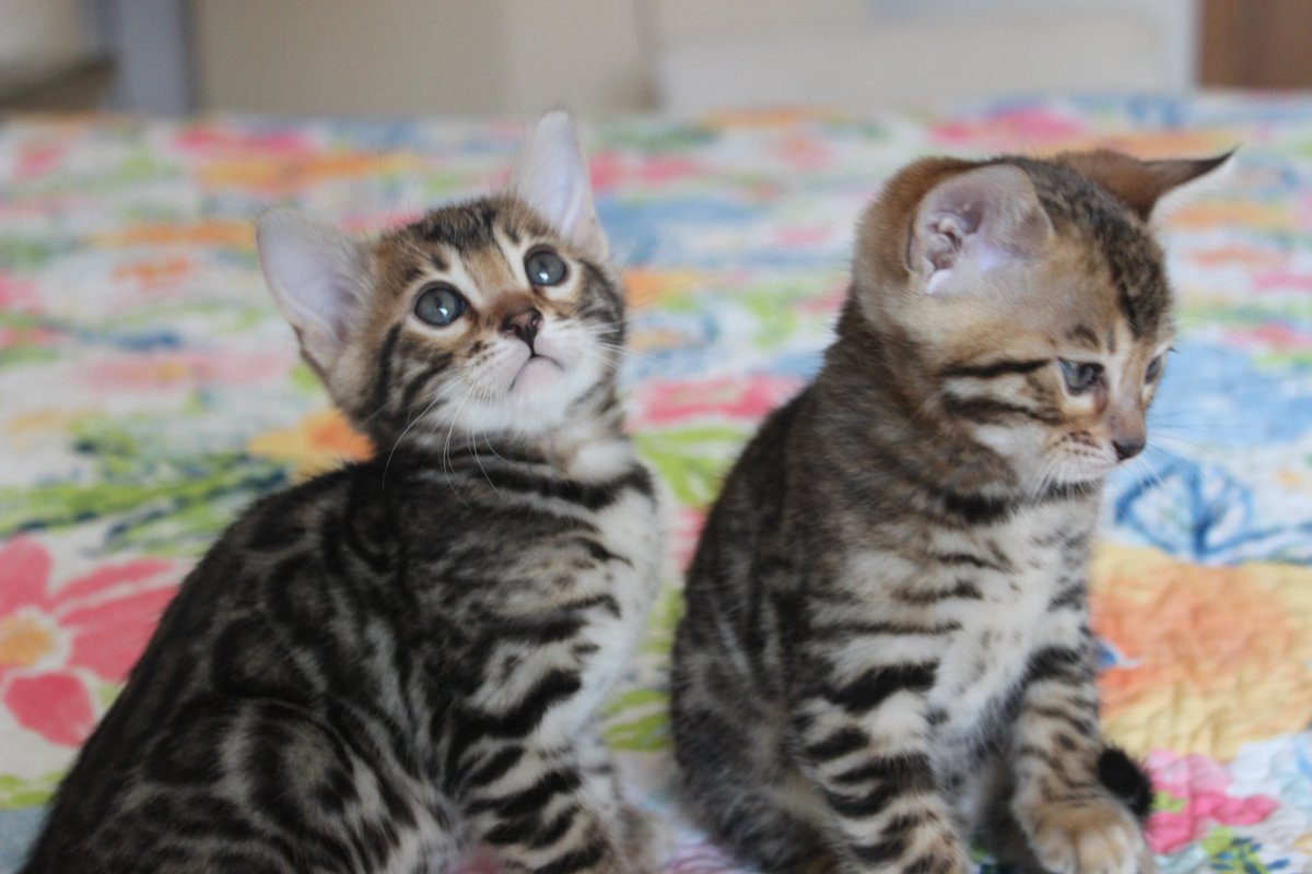 My new adorable kittens