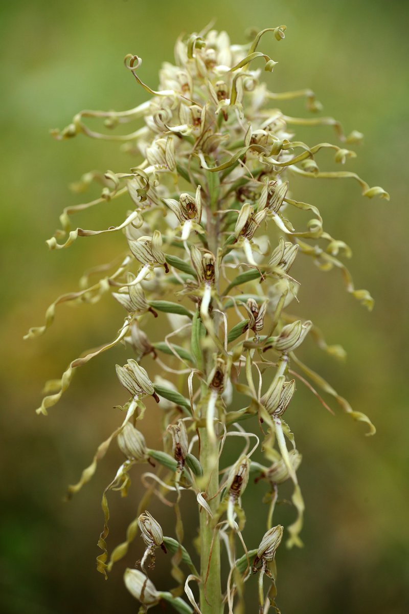 Jon Dunn’s Orchid Summer is this year’s most enjoyable nature book. It’s beautifully written, widely available &, with working from home likely to inspire its use until next summer; a great guide to learning about British & Irish orchids. Visit:  http://jondunn.com 