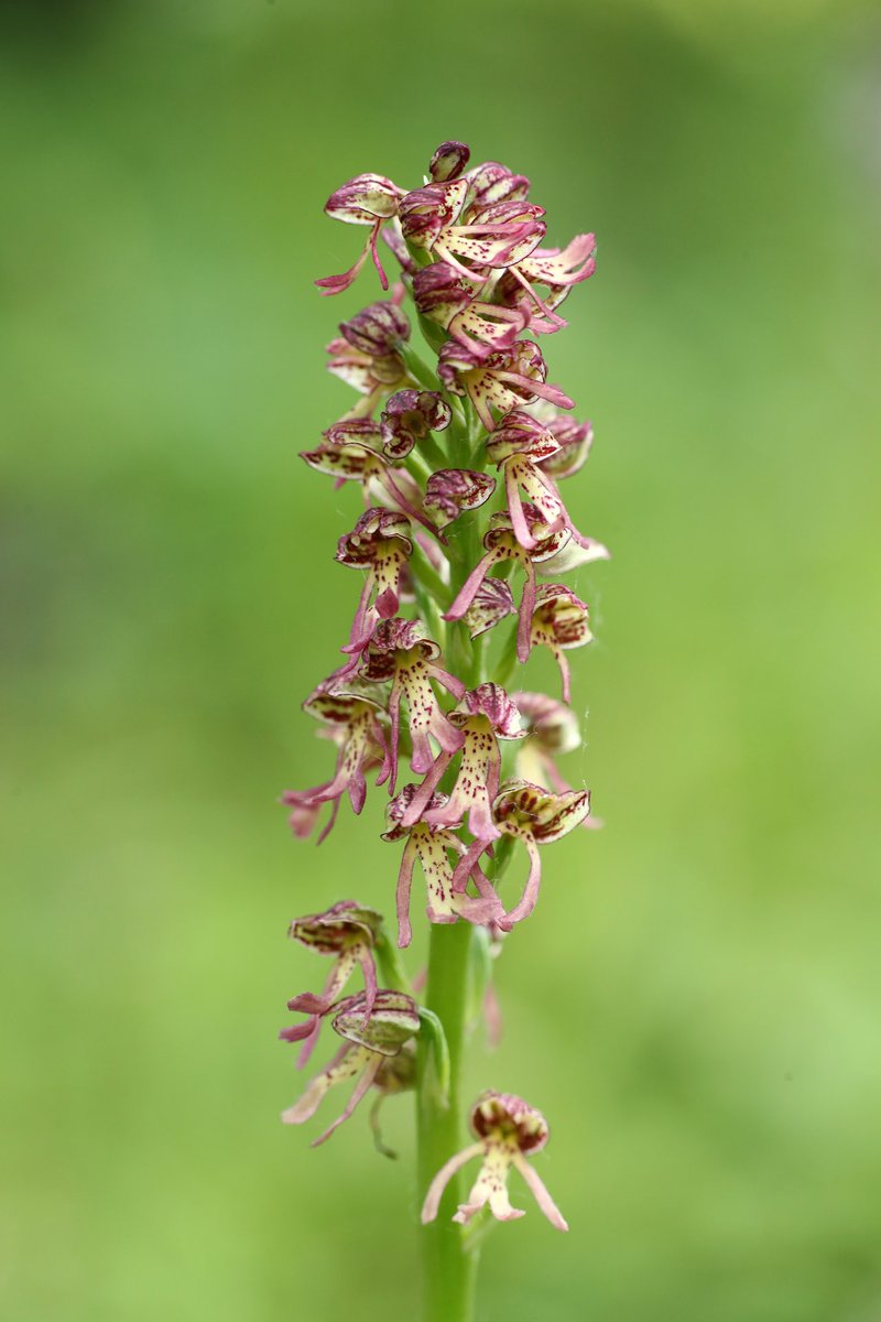 Jon Dunn’s Orchid Summer is this year’s most enjoyable nature book. It’s beautifully written, widely available &, with working from home likely to inspire its use until next summer; a great guide to learning about British & Irish orchids. Visit:  http://jondunn.com 