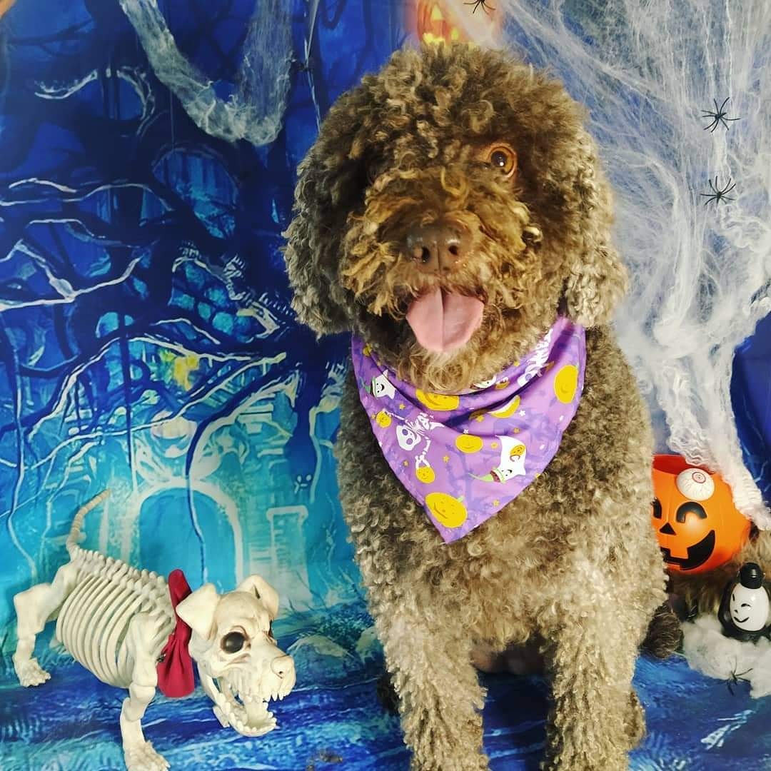 rouan_pdae's tweet photo. ¿Truco o trato? 🎃 https://t.co/1t56mUV9C3