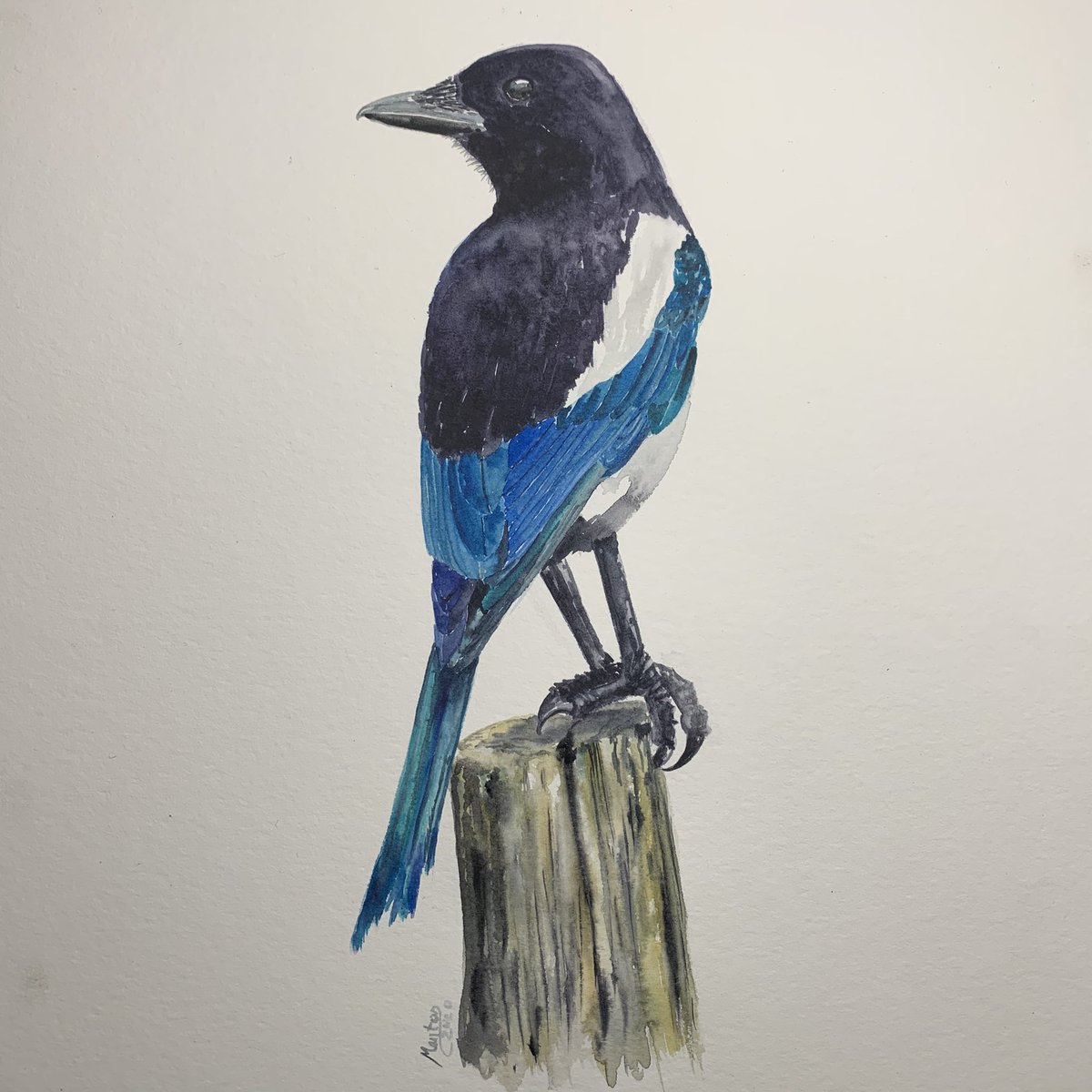 Manton69's tweet photo. Whilst #waitingforboris I painted this magpie; one of our most maligned birds. Whatever you think of them they are, to my mind, one of our most beautiful birds.
-
-
-
#birds #autumn #painting #paintings #paintingsdaily #ArtworkADay #cottagecore #watercolor #watercolour https://t.co/oNO77tYZ1J