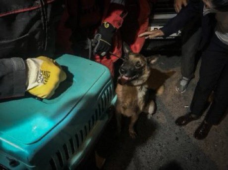 borabinyousef's tweet photo. A rescue dog in Izmir just saved a cat from the rubble ❤️ https://t.co/XBYipT8xnD
