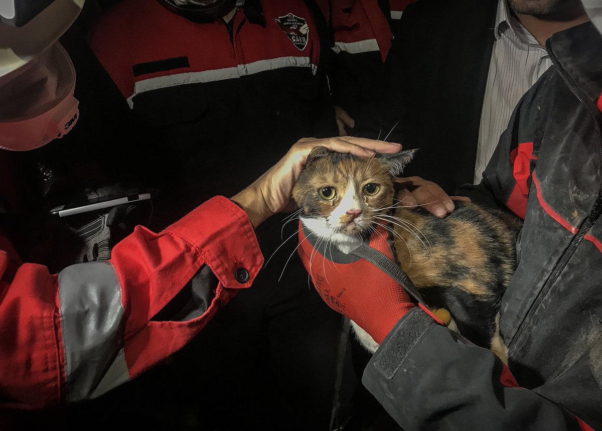 borabinyousef's tweet photo. A rescue dog in Izmir just saved a cat from the rubble ❤️ https://t.co/XBYipT8xnD