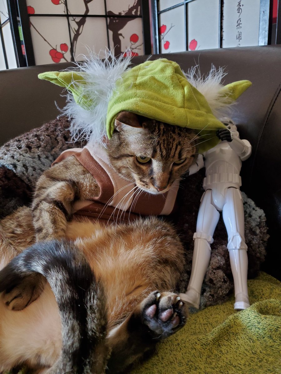 Mom let her nerd side shine wif dis yoda costume. She even got a grump Mycroft to join in reluctantly! These are da kitties youve been looking for!  #halloweencatparade  #yoda  #Halloween2020  