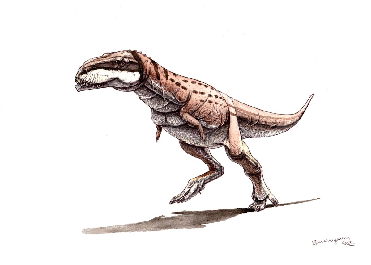 ildarotyrannus's tweet photo. New work! An abelisaurid Spectrovenator ragei from early Cretaceous of Brazil. Amazing fossil and interesting dinosaur. Colored with watercolors, I really like the result! 😃
#spectrovenator #abelisauridae #paleoart https://t.co/lYnMWiwjmA