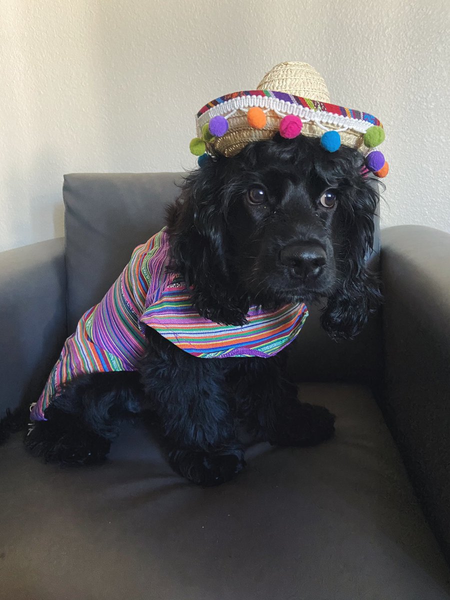 Happy Halloween Everyone! 🎃🐾🧡