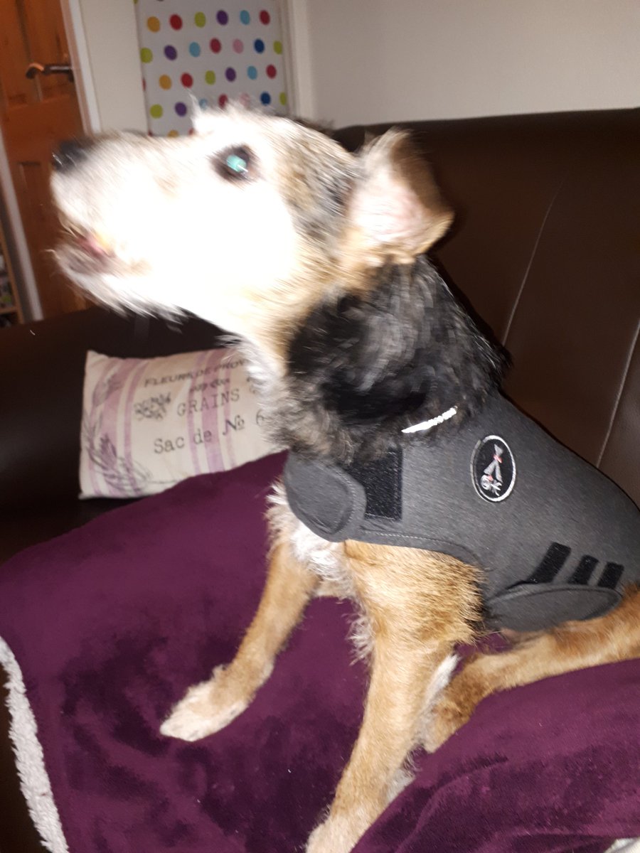 *barks*Fuck the fireworks (and the Tories)