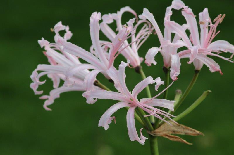 Tuinhappy's tweet photo. Nerine's en amarine's staan in bloei. Altijd weer een feestje in het najaar. Prachtig elegant bolgewas. Lees meer op https://t.co/JK8o56mIPr
#bolgewas #nerine #amarine #bloembollen https://t.co/csdqYtHcUv