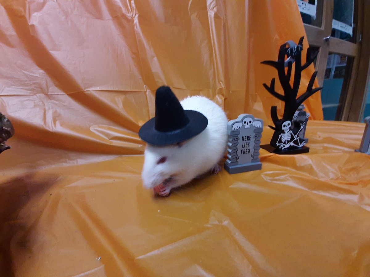 LivingMaterials's tweet photo. Happy Halloween from Zack the rat, Candy the corn snake and Blaze the bearded dragon with a cameo from SIS science friend Salsa! https://t.co/hbOQYhJ28A