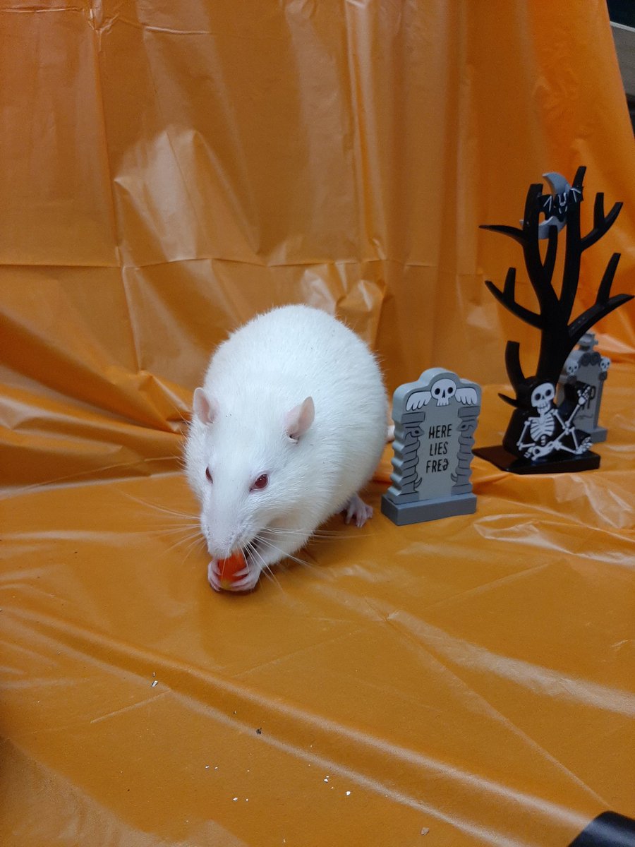 LivingMaterials's tweet photo. Happy Halloween from Zack the rat, Candy the corn snake and Blaze the bearded dragon with a cameo from SIS science friend Salsa! https://t.co/hbOQYhJ28A