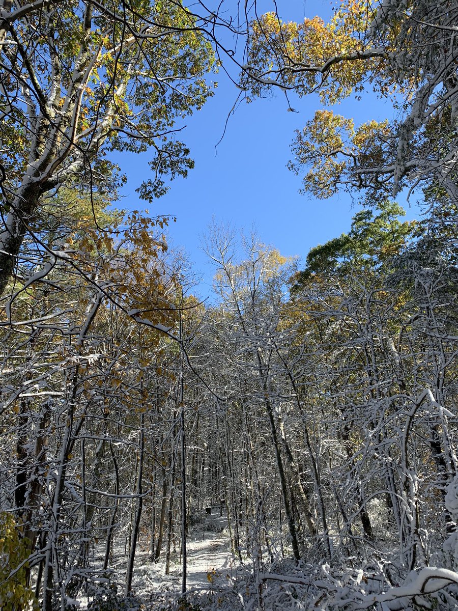OTemily3's tweet photo. #Halloween2020 #Hikelocal #snowtippedleaves https://t.co/ed80o4g7Eq